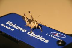 Desert locust (Schistocerca gregaria) in a wind tunnel, generating detailed, time-resolved description of a flying animals wake using tomographig PIV technology